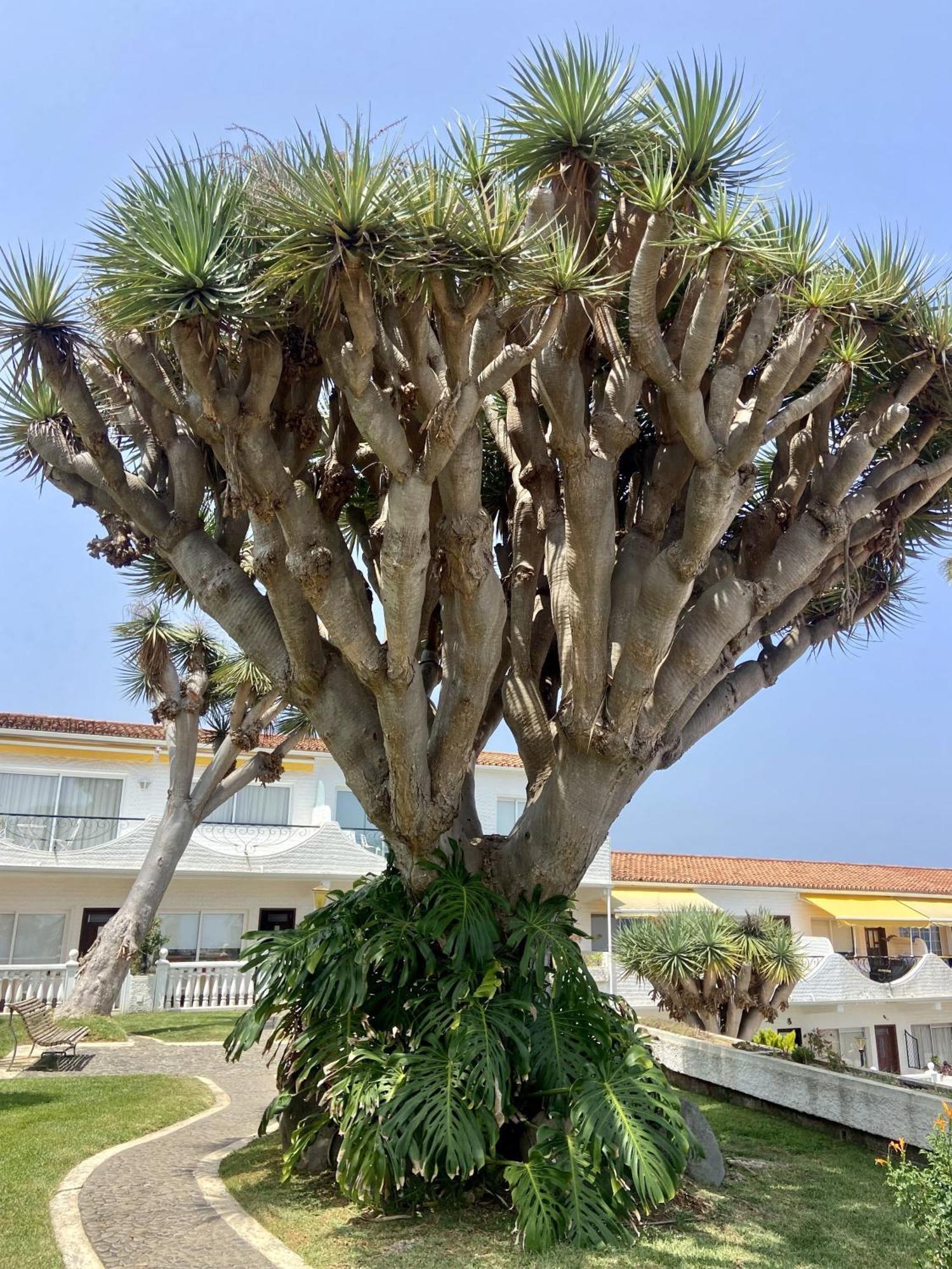 Guanche Bay Apartman Santa Cruz de Tenerife Kültér fotó